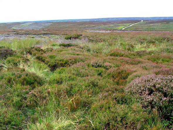 Photo 6"x4" Shaw Ridge, above Bransdale Cockayne c2008