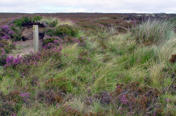 Photo 6"x4" Indistinct footpath to Farndale Cockayne c2008