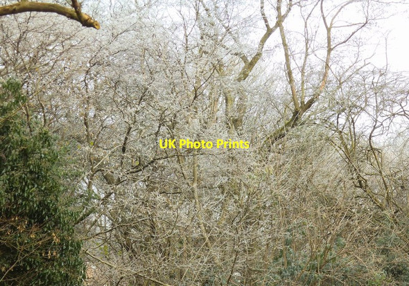 Photo 6"x4" Frozen Trees 12\/12\/12 12:12 Sedgley c2012
