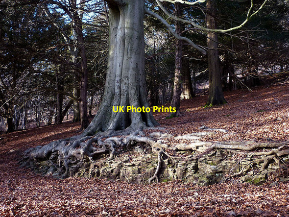 Photo 6"x4" Beech tree roots, Arnside Knott Wood Arnside\/SD4578 c2012