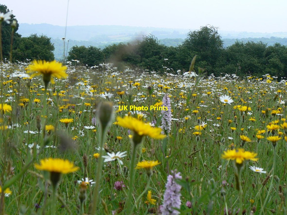 Photo 6"x4" Wild flowers at Pentwyn Penallt c2007