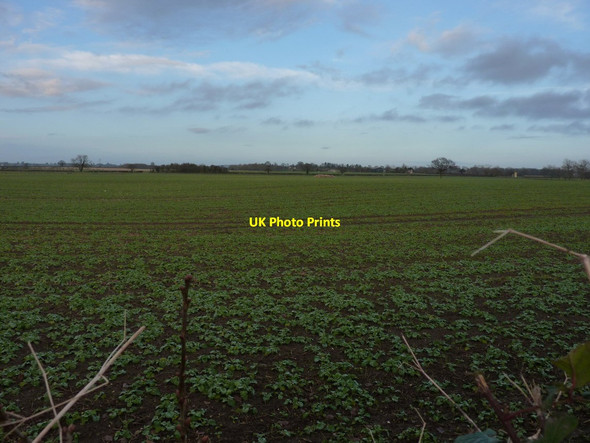 Photo 6"x4" Next year's crop Brockton\/SJ7216 c2012