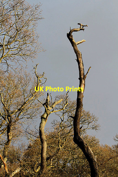 Photo 6"x4" Aikyside Wood Abbey St Bathans c2012 P1