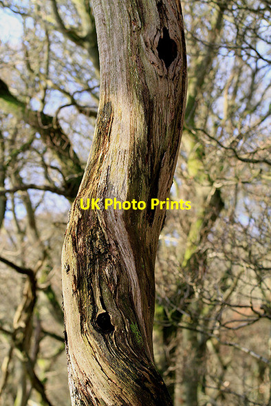 Photo 6"x4" An old tree in Aikyside Wood Abbey St Bathans c2012
