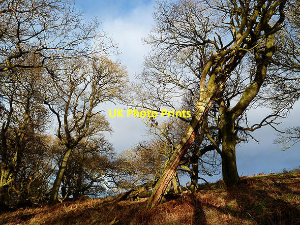 Photo 6"x4" Aikyside Wood Abbey St Bathans c2012