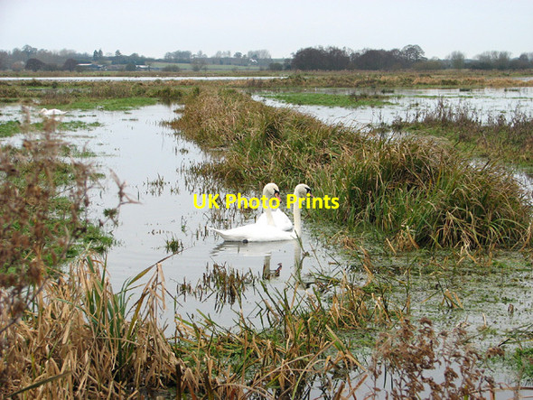 Photo 6"x4" Swans in Geldeston Marshes Dockeney c2012