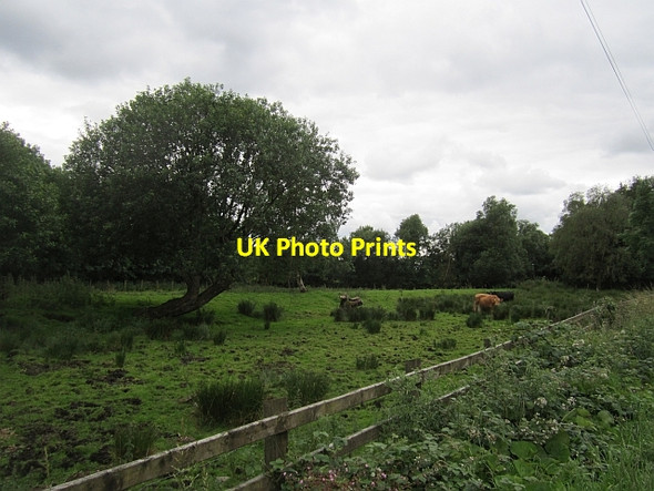 Photo 6"x4" Cattle, Bigwood Pettigoe c2012