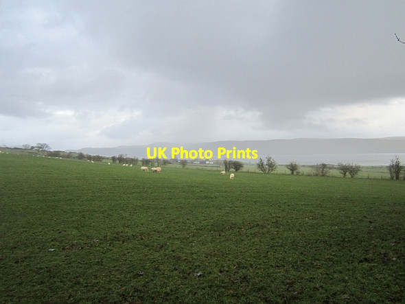 Photo 6"x4" Sheep, Ardlamont Ardlamont Ho c2012
