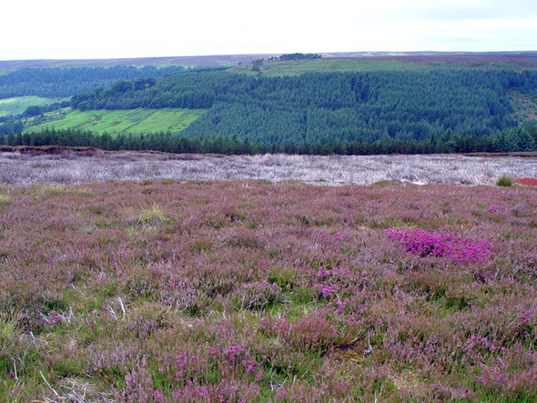 Photo 6"x4" Bloworth Wood, Bransdale Cockayne c2008