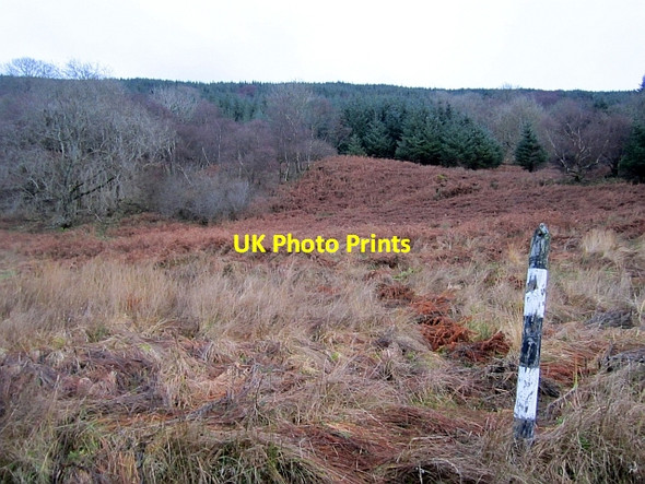 Photo 6"x4" Kilmarnock Wood Inverchaolain c2012