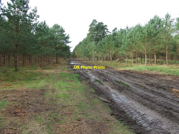 Photo 6"x4" Muddy Forest Track Lynford c2012