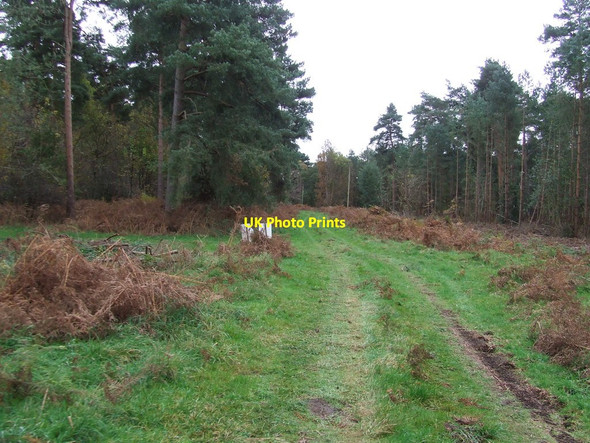 Photo 6"x4" Forest Track Lynford c2012