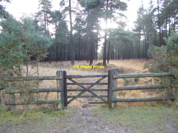 Photo 6"x4" Bratley Inclosure, gate Stoney Cross c2012