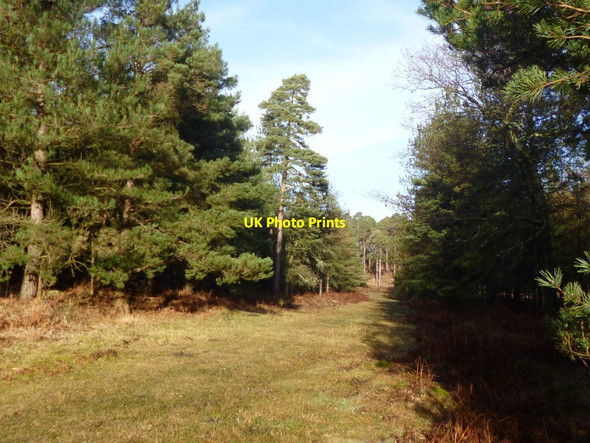 Photo 6"x4" Slufters Inclosure, forestry track Stoney Cross c2012