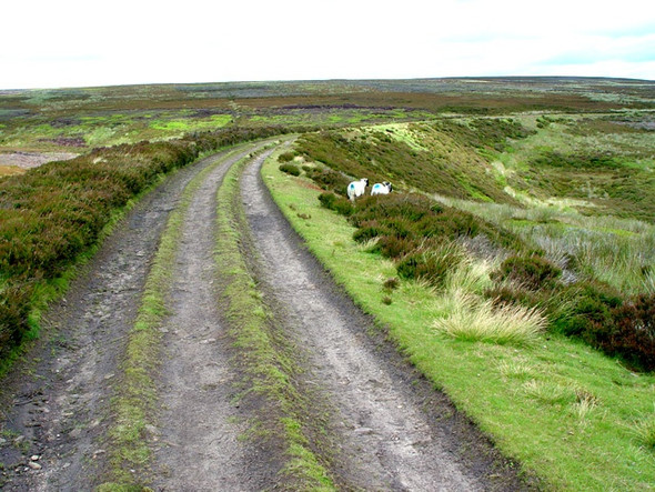 Photo 6"x4" Disused railway line towards Rosedale Cockayne c2008