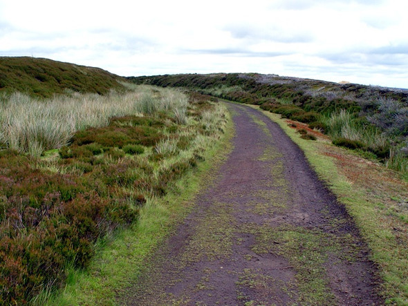 Photo 6"x4" Middle Head Cockayne c2008