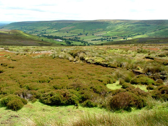 Photo 6"x4" Moorland above Farndale Cockayne c2008