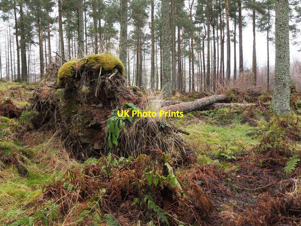 Photo 6"x4" Windblown larch, Cademuir Forest Peebles\/NT2540 c2012