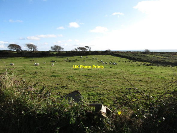 Photo 6"x4" Grazing sheep at St Pious Hill Upper, Annalong Ballymartin c2012