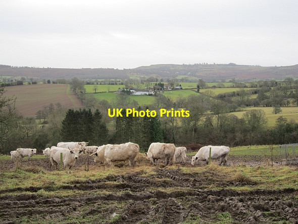 Photo 6"x4" Park cattle, Wheathill Bromdon c2012