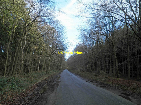 Photo 6"x4" A wooded Gipsy Lane Heathfield\/TF1193 c2012