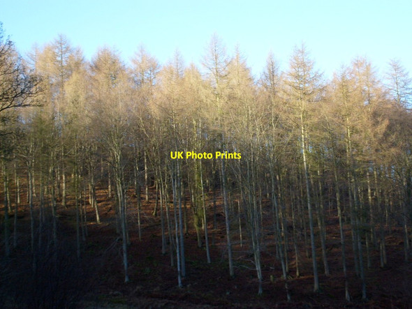 Photo 6"x4" Larch Trees in  Hollins Wood Rievaulx c2013