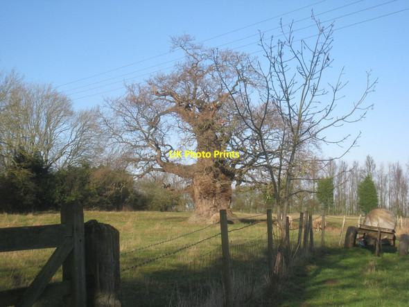 Photo 6"x4" Remarkable oak, Woodthorpe Woodthorpe\/TF4380 c2013