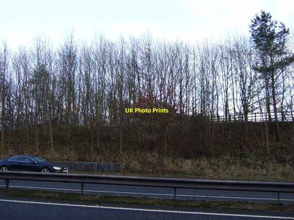 Photo 6"x4" Trees beside the A19 Hilton\/NZ4611 c2012