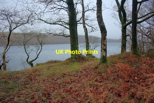 Photo 6"x4" Woodland by the Side of Coniston Scar Head c2012