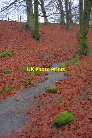 Photo 6"x4" Patch of Beech Woodland, near Thurston Haws Bank\/SD3096 c2012