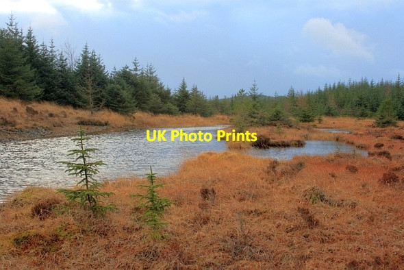 Photo 6"x4" Un-named Tarn on Grizedale Moor Haws Bank\/SD3096 c2012
