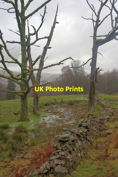 Photo 6"x4" Dead Trees in a Bog Haws Bank\/SD3096 c2012