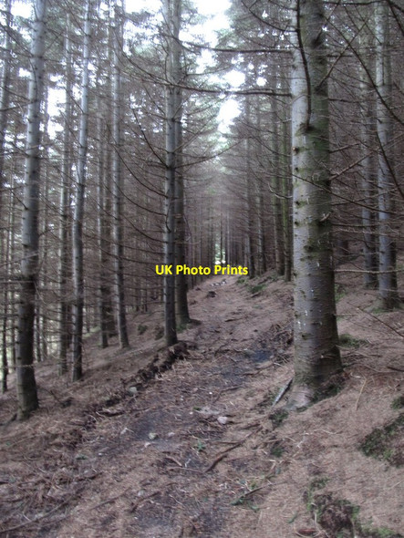 Photo 6"x4" Path in the upper reaches of Donard Forest Newcastle\/J3732 c2013