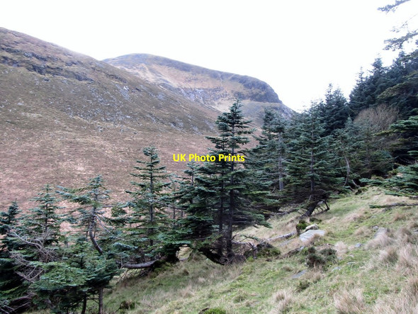 Photo 6"x4" Trees in the forest above the upper Glen River valley Newcastle\/J3732 c2013