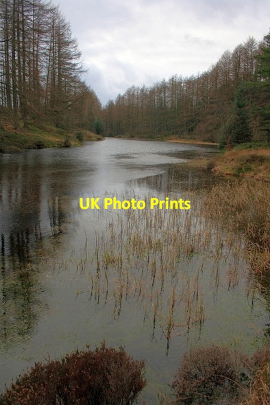 Photo 6"x4" Tarn at Goose Foot Moss Hawkshead Hill c2012