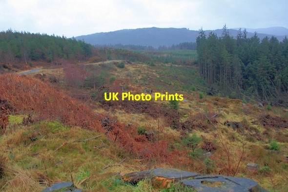 Photo 6"x4" Clear Felling at Breasty Haw Grizedale c2012