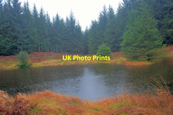 Photo 6"x4" Un-named Tarn at Esthwaite Intake Far Sawrey c2012