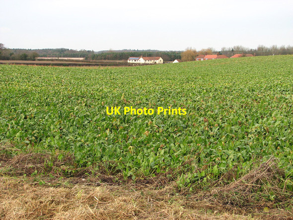 Photo 6"x4" Sugar beet crop south of Hemblington Hill Hemblington c2013