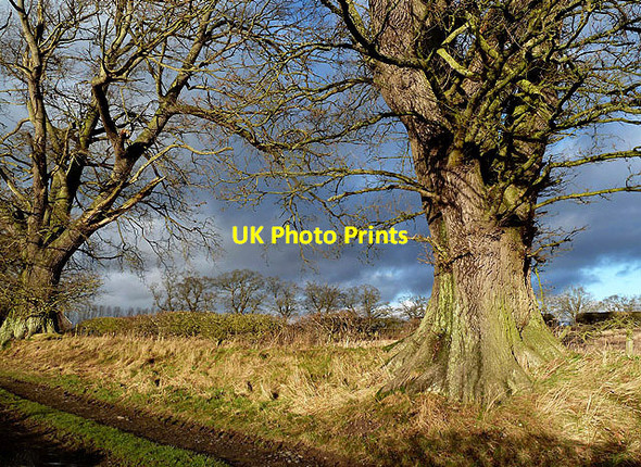 Photo 6"x4" Winter trees near Magdalene Hall Farm Maxton\/NT6130 c2012