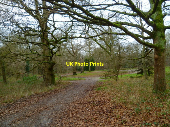 Photo 6"x4" Woodland in Arundel Park Arundel c2013