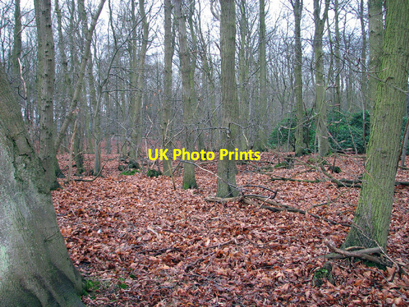 Photo 6"x4" View into Ashby Warren Browston Green c2013