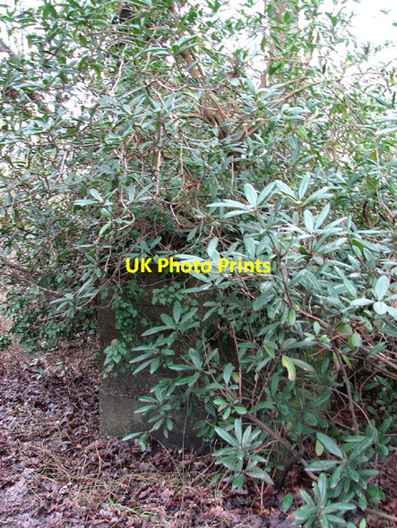 Photo 6"x4" Overgrown anti-tank block beside Yarmouth Road Browston Green c2013