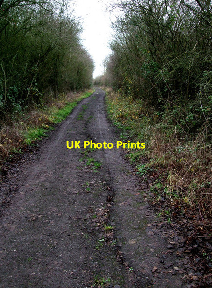 Photo 6"x4" Great Rose Lane, near Broad Blunsdon Lower Blunsdon c2012