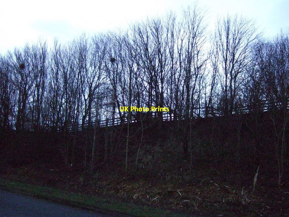 Photo 6"x4" Trees beside the B1264 Low Worsall c2013
