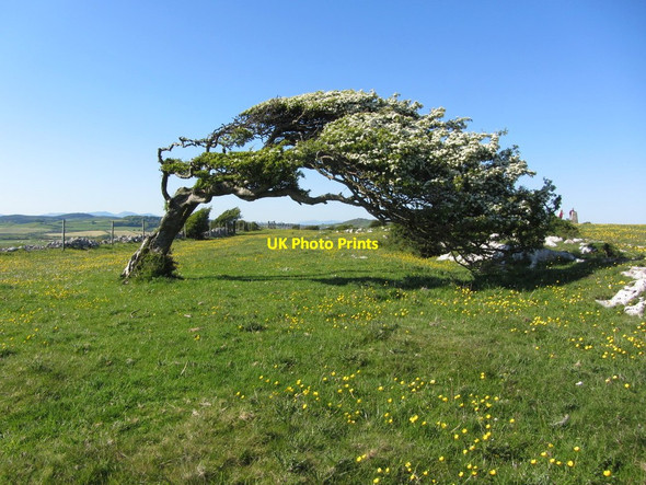 Photo 6"x4" On Humphrey Head - Wind blown hawthorn tree Kents Bank\/SD3976 c2012