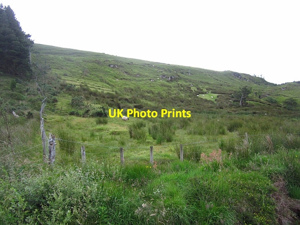 Photo 6"x4" Forest edge, Muckanagh Glenisland c2012