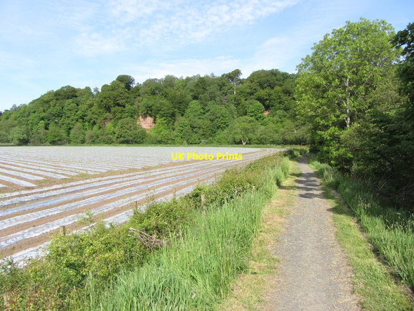 Photo 6"x4" On River Ayr Way, W of Catrine - View northwest Catrine c2012