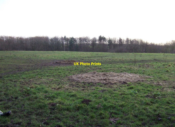 Photo 6"x4" Grazing off Darlington Road Elton\/NZ4017 c2013
