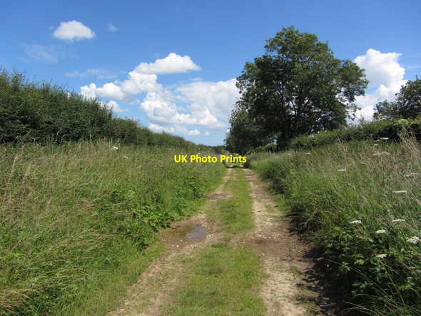Photo 6"x4" Trackway between Great Bircham and Anmer - View northeast Great Bircham c2012