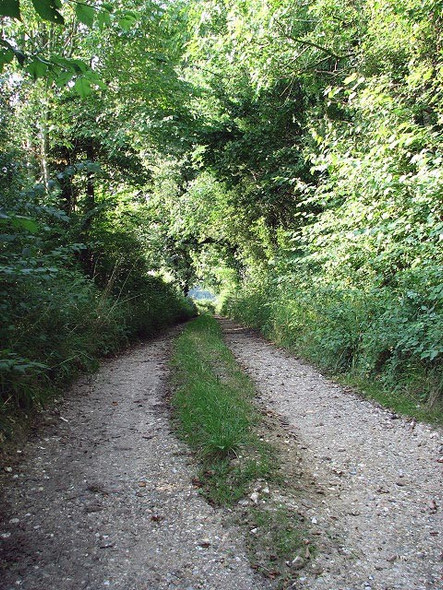 Photo 6"x4" Stewks Hall Drift Sparham c2008